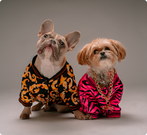 Picture of two dressed dogs